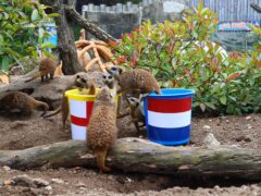 The ‘mystic meerkats’ at Drusillas Park have predicted a win for England in the semi-final of Euro 2024 (Drusillas Park/PA)