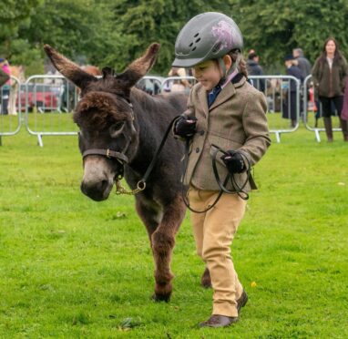 Young girl shows off her donkey