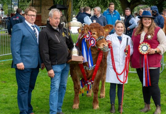 Perth Show 2023 prize cow