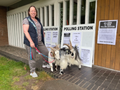 Mary Mantom took her pet goats to the polling station (Mary Mantom/PA)