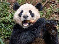 Giant panda Yun Chuan (Ken Bohn/San Diego Zoo Wildlife Alliance via AP)