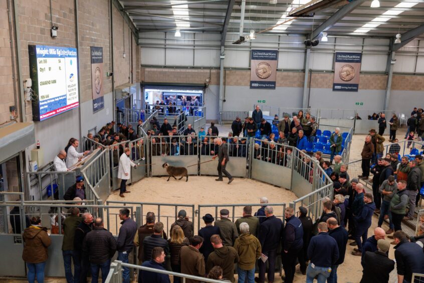 Blackface ram sale at Stirling Auction Mart. 