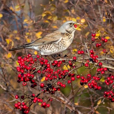 Fieldfare a regular winter visitor but only one record in October. Photo Nick Giles