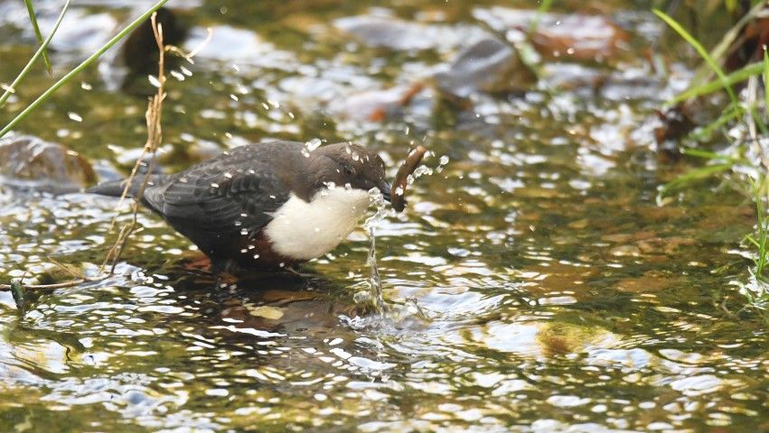 Dipper moving down river to the coast to feed as rivers and burns in spate. Photo Arthur Duncan