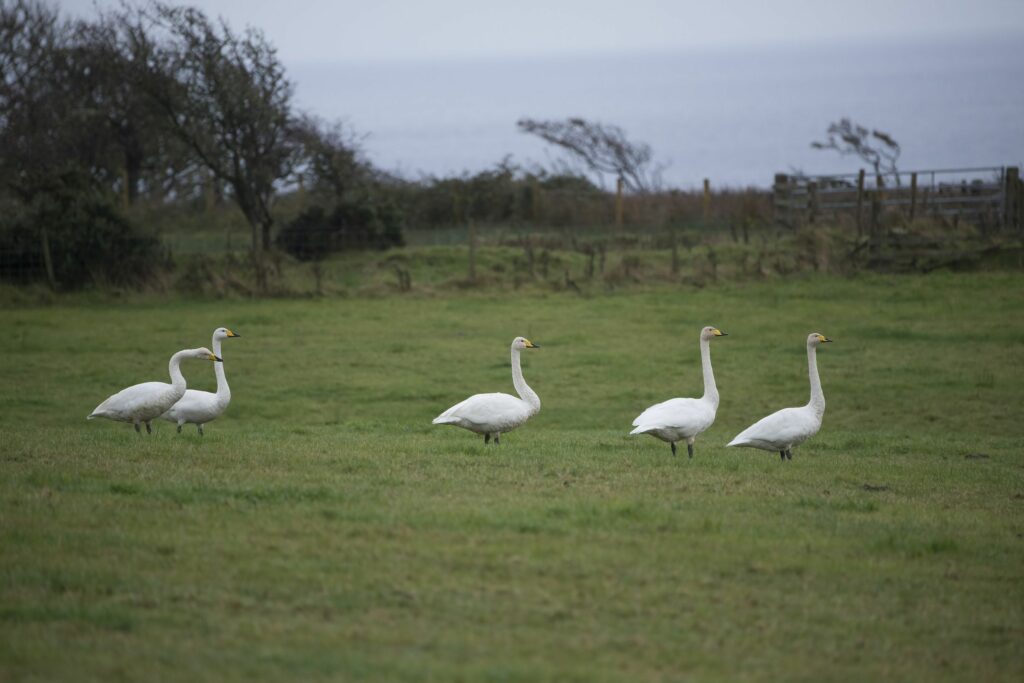 A number of whooper swan groups moving through Arran in October. This group were almost a garden bird in Shannochie.