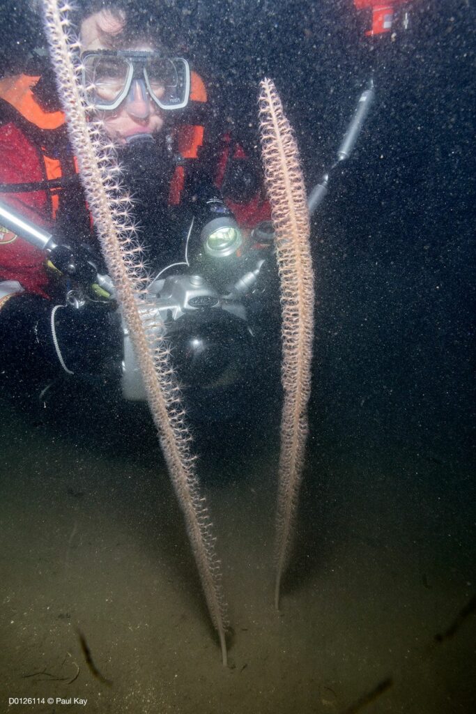Tall sea pen and a diver for scale.  Photograph: Paul Kay.