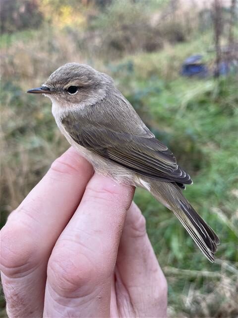 Siberian Chiffchaff, a monthly highlight and the first ever Arran record. Photograph: Rachel Dobson.
