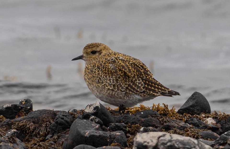Golden plover, one of the many winter visitors. Photograph: Val Gall.