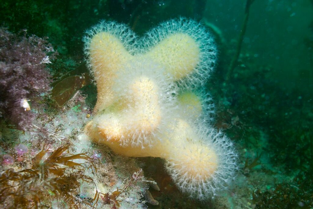 Dead mans fingers polyps extended. Photograph: Lucy Kay.