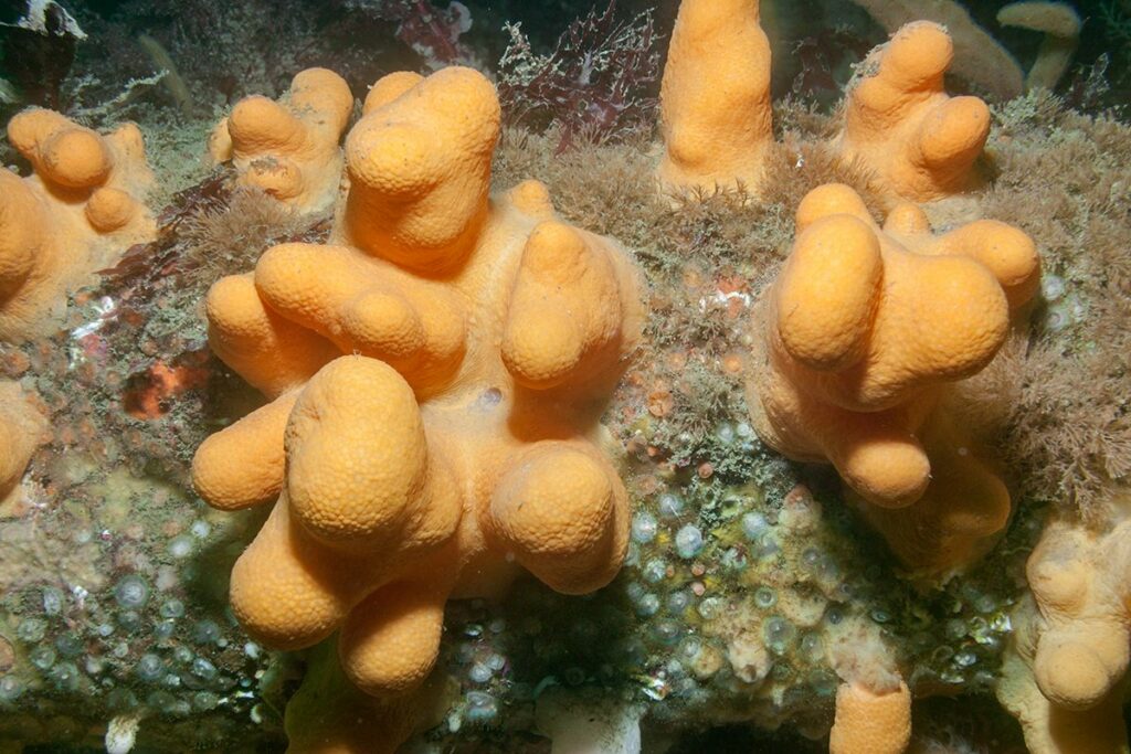 Dead mans fingers polyps retracted. Photograph: Lucy Kay.
