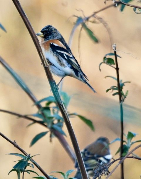 A male brambling, recognised by the dark head. Photo Arthur Duncan