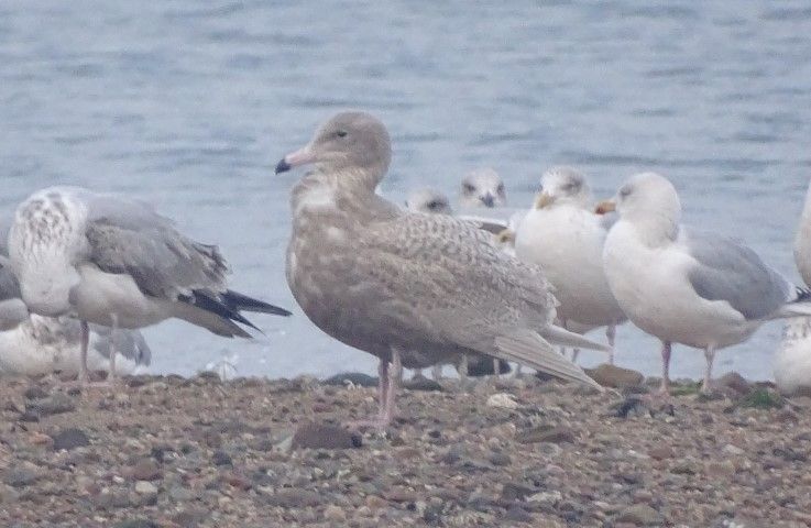 Glaucous gull an Arctic breeding gull and uncommon winter visitor. Photo Colin Cowley 