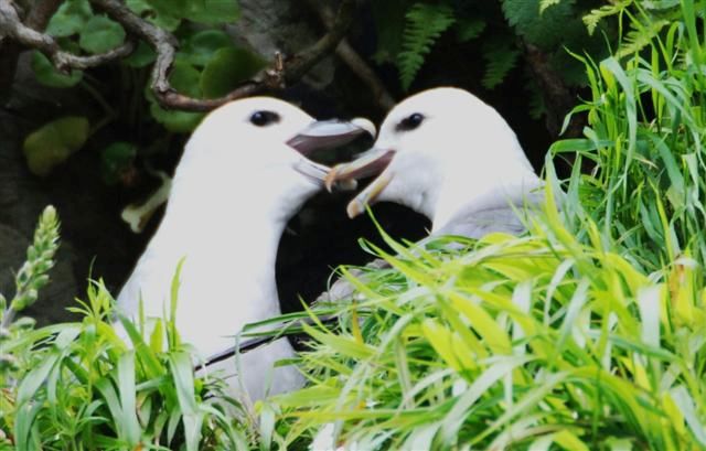 Two Fulmars at nest. Photo Peter Curran