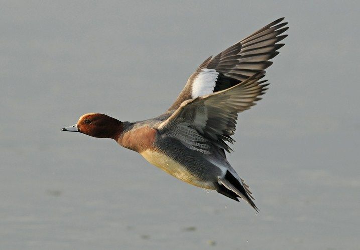 Wigeon numbers are building up of this regular wintering wildfowl. Photo Angus Hogg