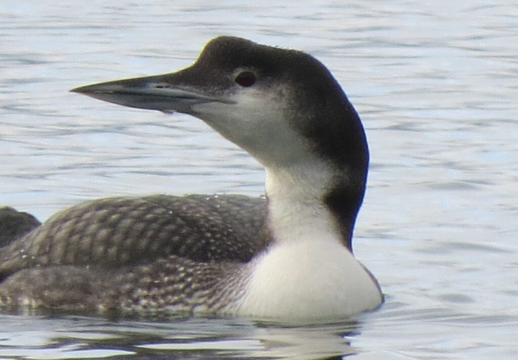 Great northern diver a familiar sight round our coast in winter. Photo David Kilpatrick