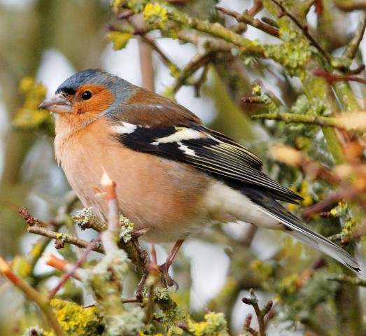 Chaffinch, the bird with the largest total count. Photograph: Dennis Morrison.