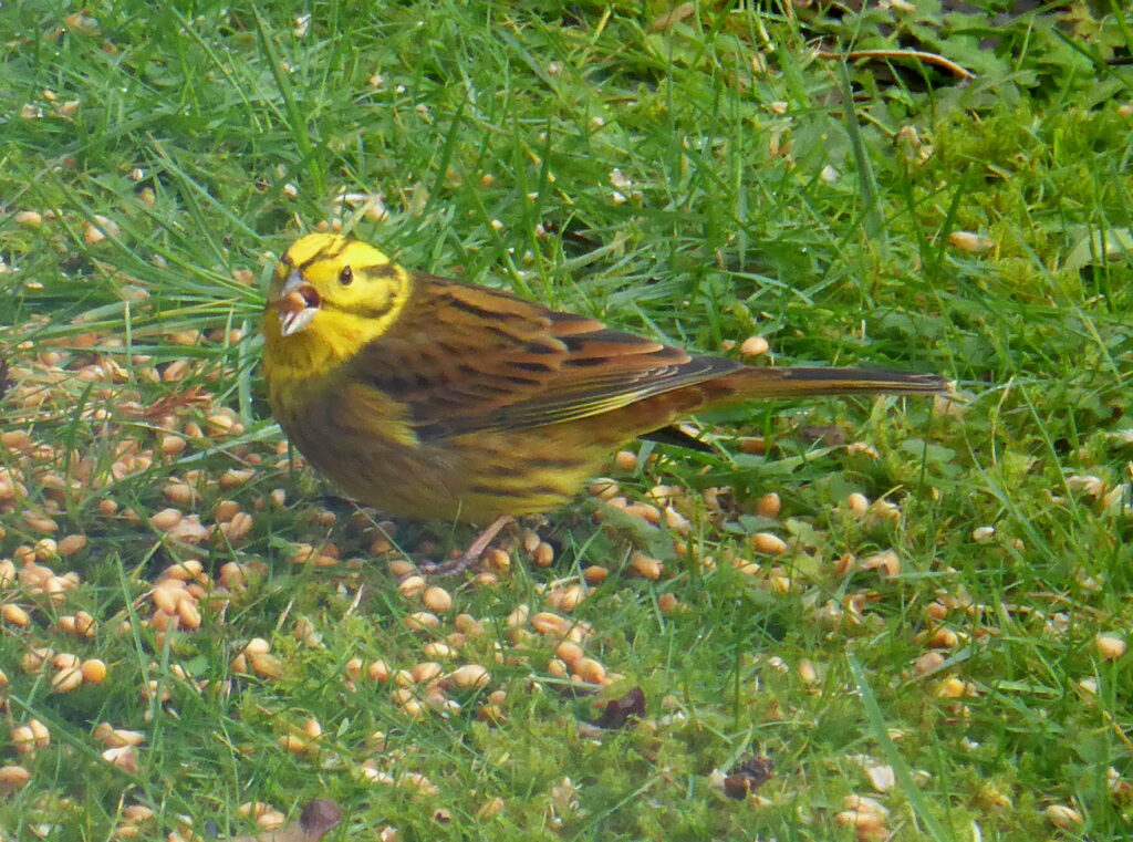 Yellowhammer, last seen during the survey in 2016. Photograph: Laura McMurray.