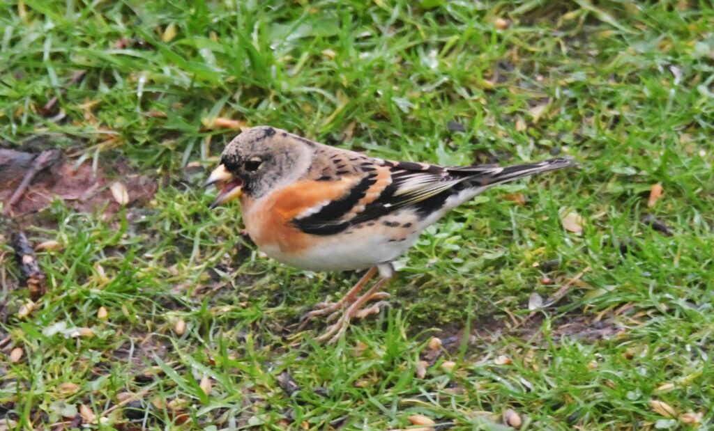 Brambling, never-before recorded during this survey. Photograph: Arthur Duncan.