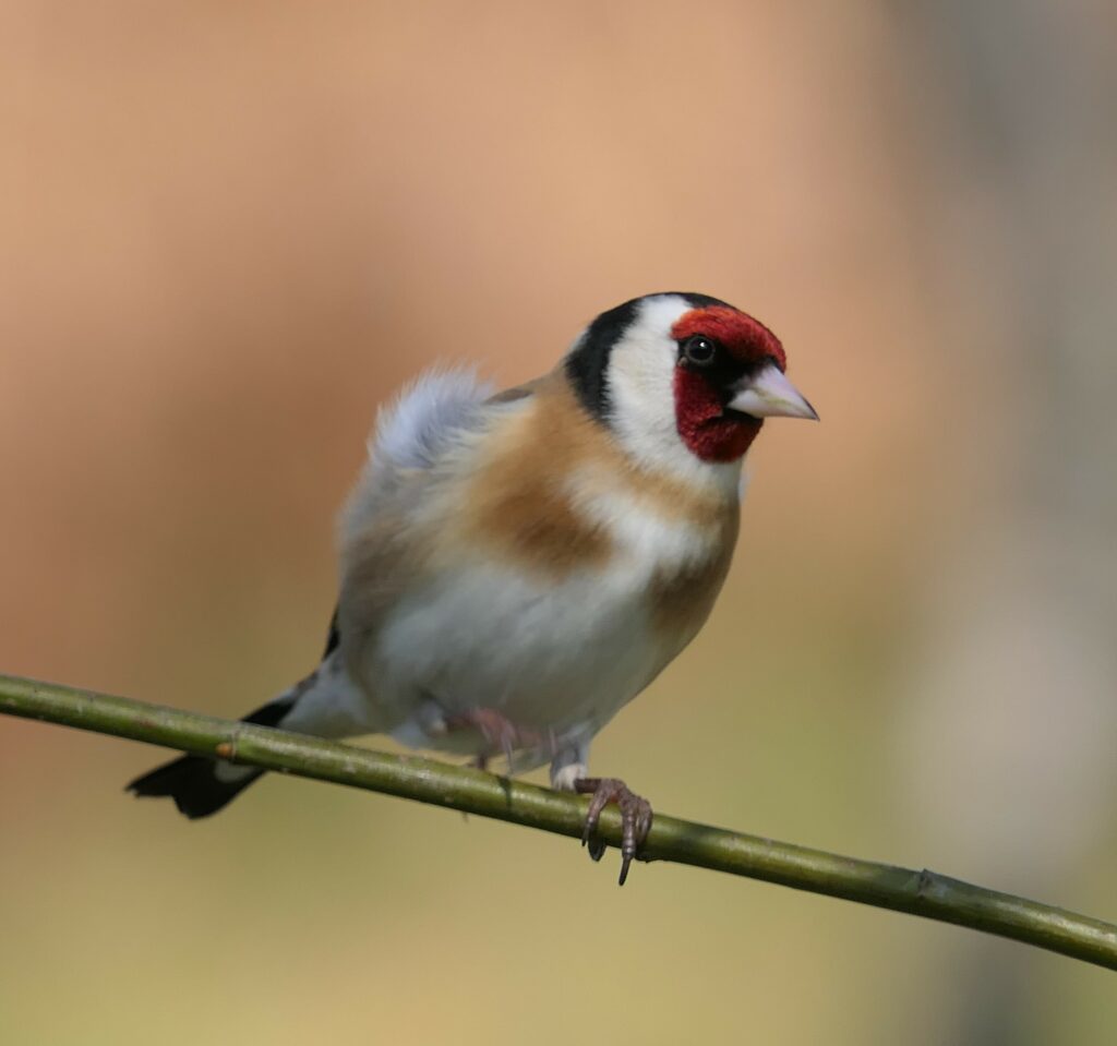 Goldfinch, back in the top 10 garden birds this survey. Photograph: Howard Sargeant.