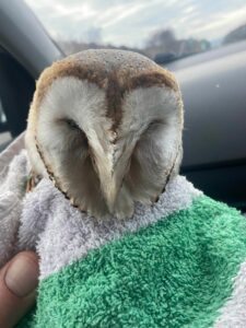 The barn owl was found in the water at Traigh Beach. Photograph: Bob Shirley. NO F13 barn owl at Arisaig