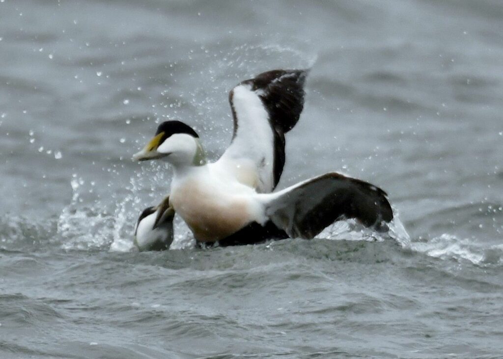 Two eider fighting, competing for nearby females. Photo Arthur Duncan