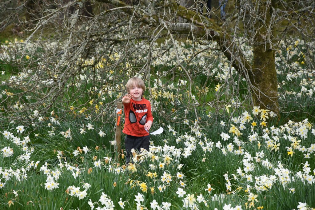 Dylan Shand searches for clues among the daffodils during the Easter trail hunt.