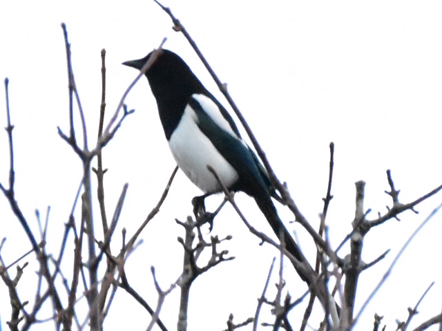 Magpie, it has been over a year since this species was last reported on Arran. Photo  Helen Logan