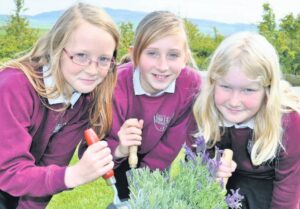 In 2012: Children from Drumlemble Primary School have been busy getting stuck into the garden at the school. Older pupils Kirsty Mauchline, Ruth Turner and Emma Smith were tidying up one of the planters when the Courier caught up with them. They have been learning all about gardening and have their very own Olympic garden for their school topic about the event, which boasts different coloured plants.