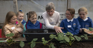 The youngsters learn how to successfully cultivate Strawberries. Photograph: Iain Ferguson, alba.photos NO F18 LRET Spean school 01