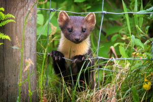 There are fears pine martens, pictured, may have been badly impacted by last week's wildfire near Kyle of Lochalsh. Photograph: Mark Caunt/Shutterstock. NO-F18-pine-marten-Shutterstock-