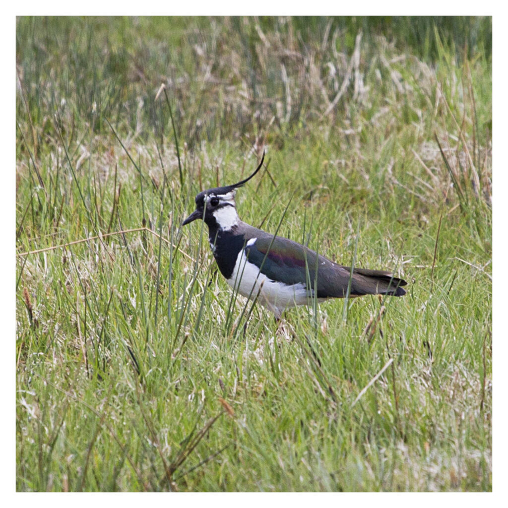 Lapwing an increasingly rare breeding bird on Arran. Photograph: Ian Macrae Young