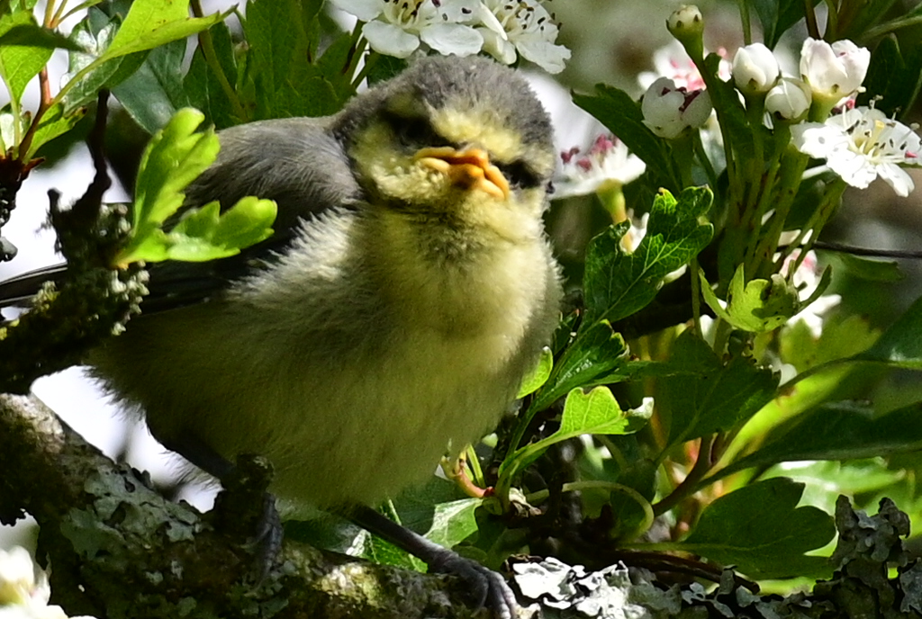 Lots of young tits in gardens in May like this blue tit. Photo Mo Khan