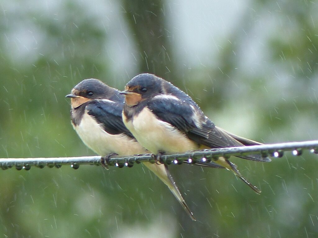 Slow build up of swallow numbers with the cool, wet month. Photo Shona Redmayne