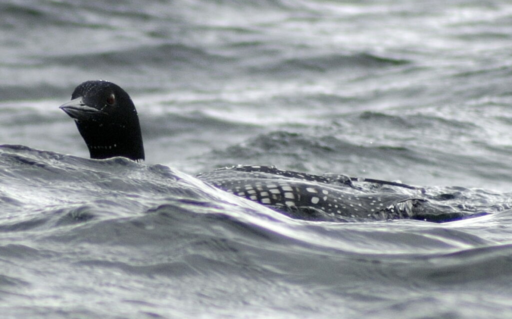 Great northern diver just about to submerge. Photo Brian Couper