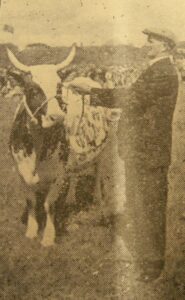 In 1952: Mr Thomas Young, Glencraigs, with one of his prize Ayrshires. Can any of our farming readers tell us when it became the norm for the cattle to have their horns cut?