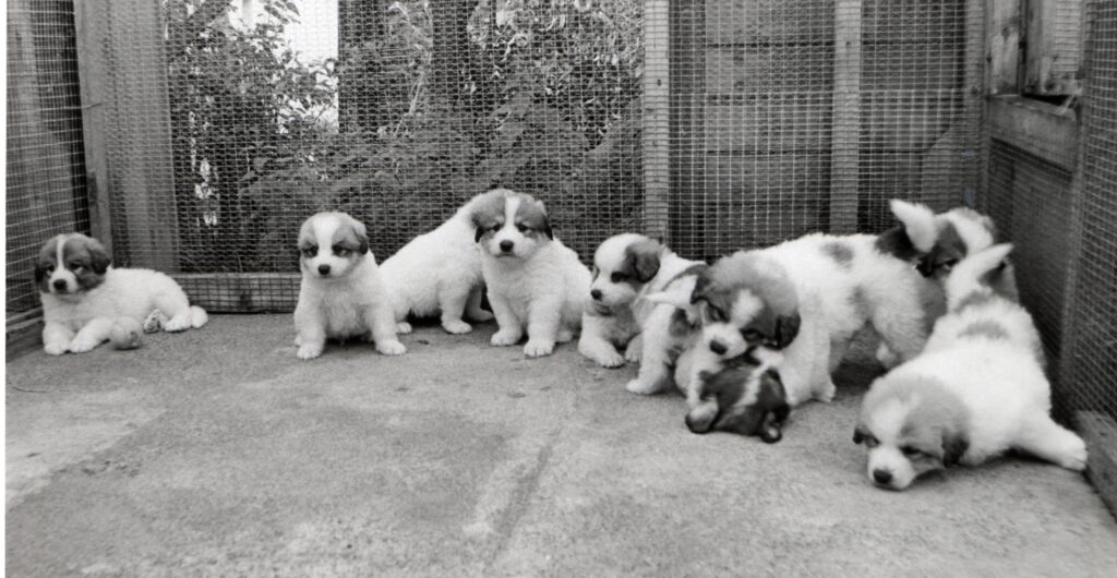 These ten little bundles of fluff will grow up to be Pyrenean mountain dogs. Their mother Molly is owned by Isobel and Ian Adamson of Kilmory.