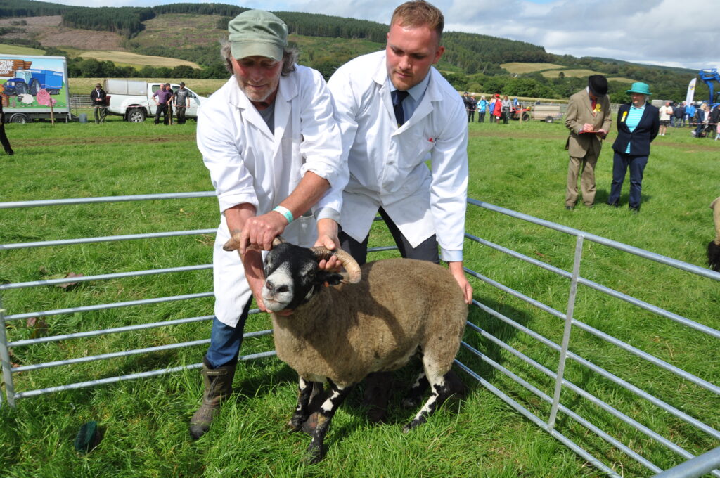 Wullie Stevenson and Euan Bone with their Scottish Blackface ewe champion.