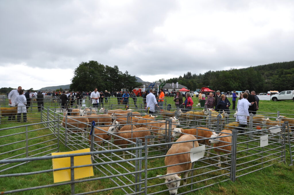 Big crowds gather round the sheep pens.