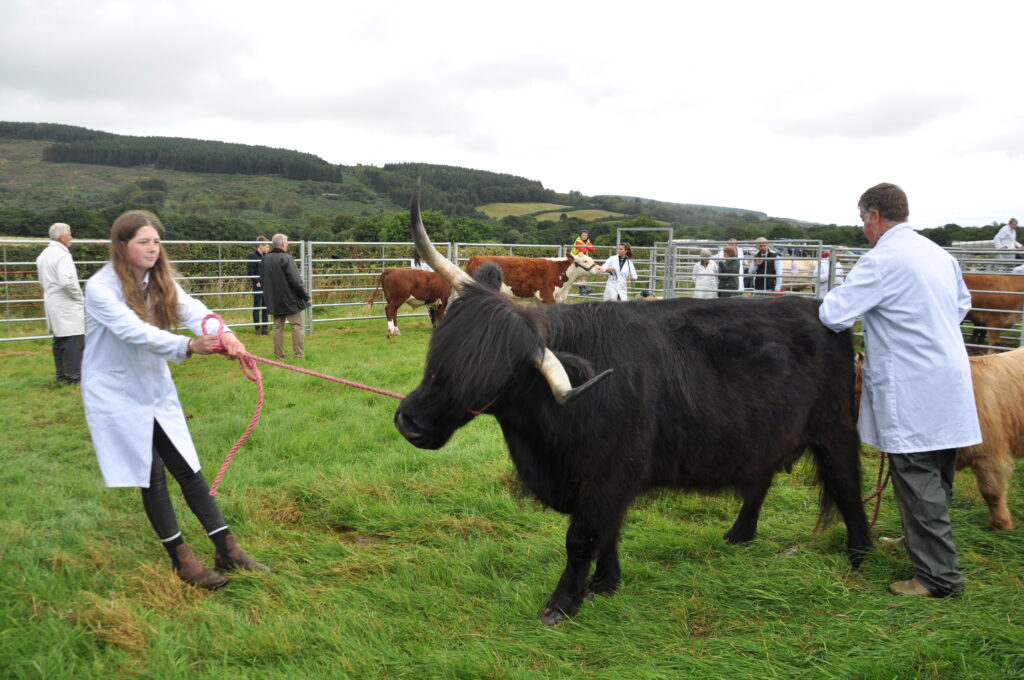 A young stock handler has to use all her strength to pull the Highland cow, who had her calf in tow.