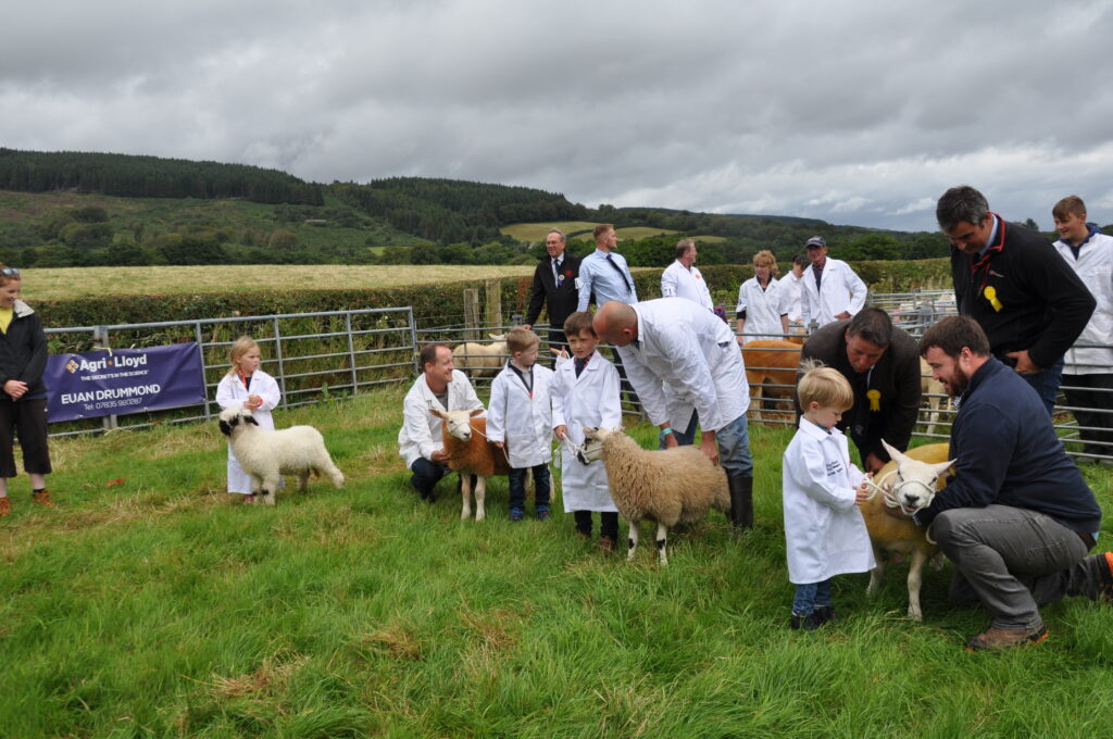 The judging of the mixed pet lamb contest.