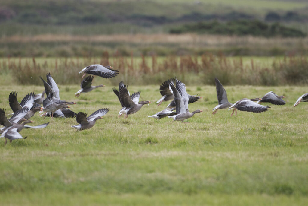 Crofting Federation takes the ‘goose war’ to the minister