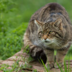 The Scottish Wildcat is a protected species whose numbers are dwindling across the Highlands. NO-F08-wildcat-