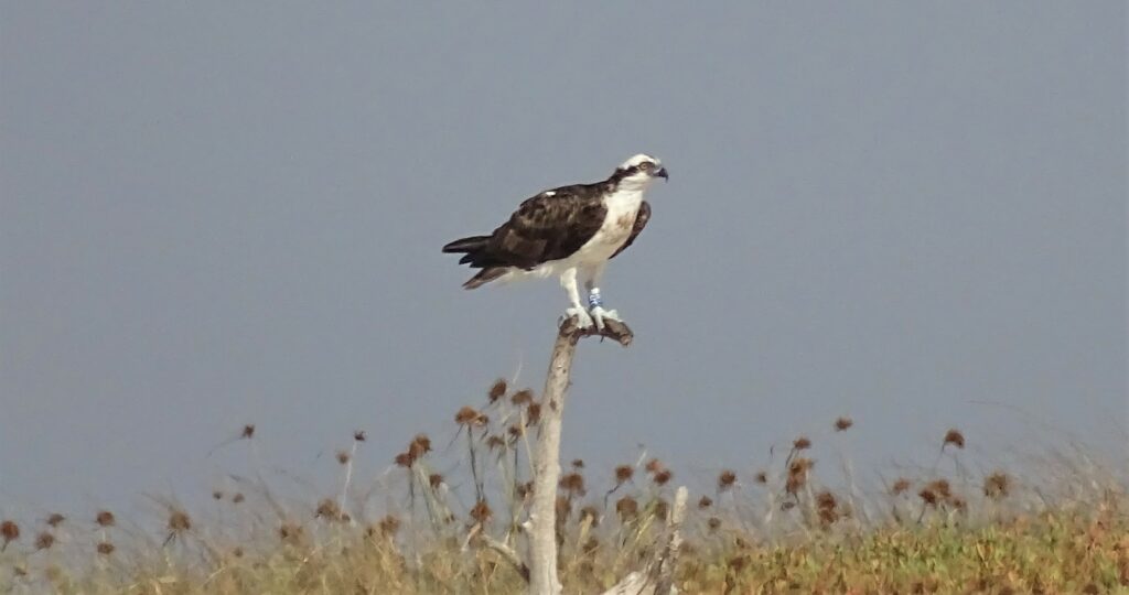 Loch Arkaig nestcam Osprey sighted in Senegal