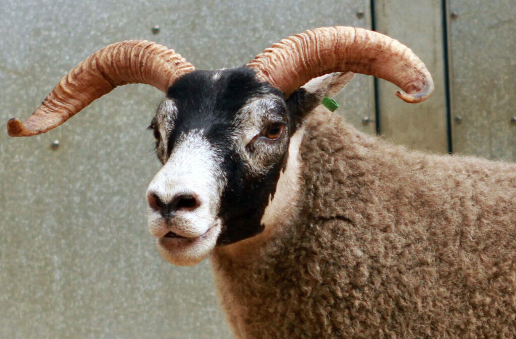 North Argyll Blackface Sheep Breeders Association stock judging results 2022