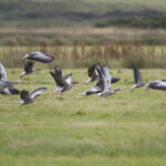 Hebridean islands are seeing a huge rise in greylag geese numbers, according to the Scottish Crofting Federation. Photograph: SCF. NO F06 Greylag Geese