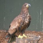 The sea eagle which was rescued in an exhausted state on the Mull shoreline in October. Photograph: Scottish SPCA. NO F15 Mull eagle 04