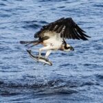 Doddie the osprey captured by local naturalist, Kristofer Wilson on Shetland at the weekend. Photograph: Kristofer Wilson. NO F21 DoddieKristoferWilson4