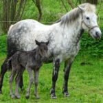 Newborn Eriskay filly foal Bydand Correen, out of Altens Alice, originally from Doonies Rare Breed Farm, and Whitney Harrier. Bred in Aberdeenshire by Steve and Ruth McMinn. NO F23 Coreen 01
