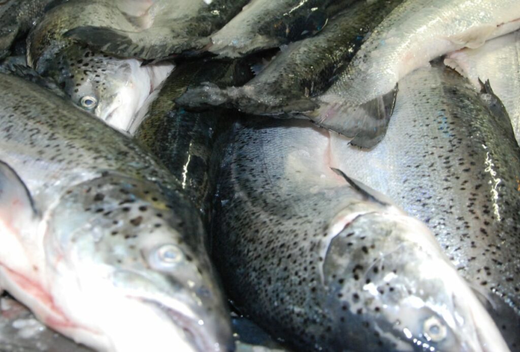 If approved, the application would have seen more fish farmed at the Loch Hourn site. NO F25 salmon