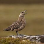 The Great Skua, or 'bonxie', is one of the Hebrides' most iconic seabirds but is now at risk from avian flu. NO F26 Great_Skua. Photograph: Erni Shutterstock.